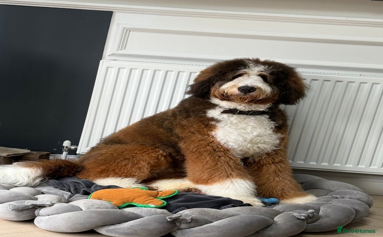 Bernedoodle dogs - Advert 1