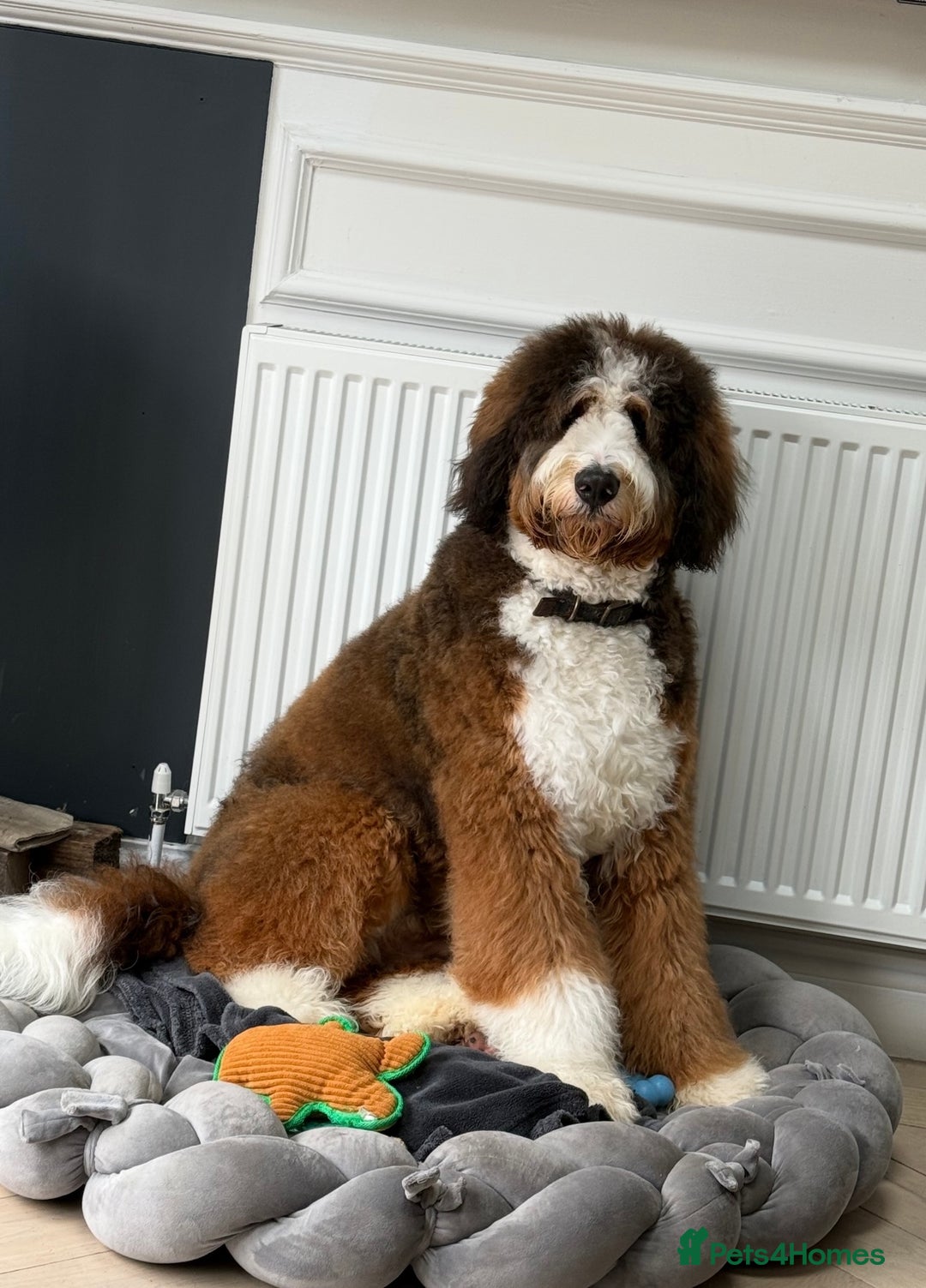 Bernedoodle dogs for stud: Proven Bernedoodle Stud Available for Breeding 🐾 - Image 1