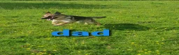 German Shepherd dogs for sale: beautiful German shepherd puppies in Halifax - Advert 2