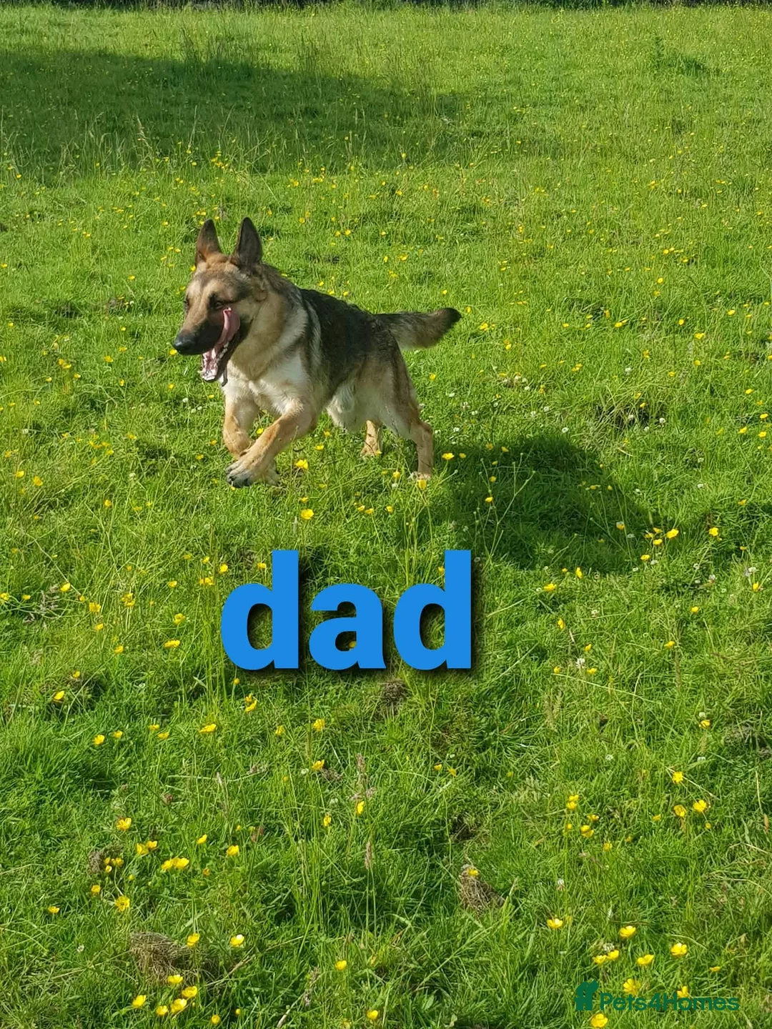 German Shepherd dogs for sale: beautiful German shepherd puppies in Halifax - Advert 2