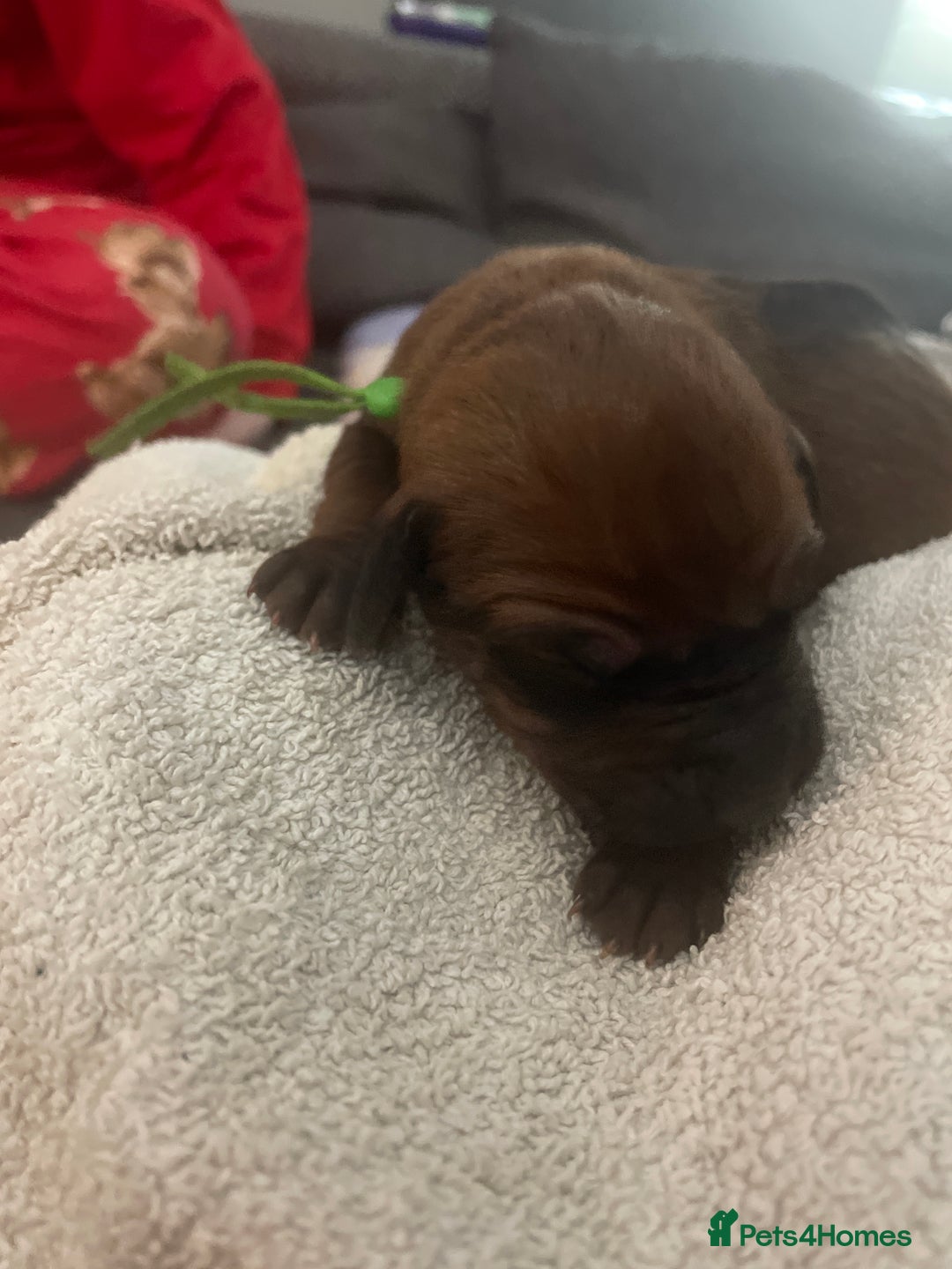Rhodesian Ridgeback dogs for sale: Beautiful Rhodesian Ridgeback pups - Advert 22