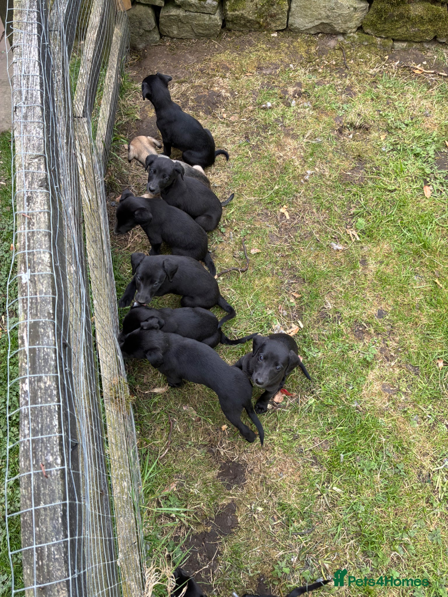 Mixed Breed dogs for sale: Bedlington whippet pups  - Advert 1