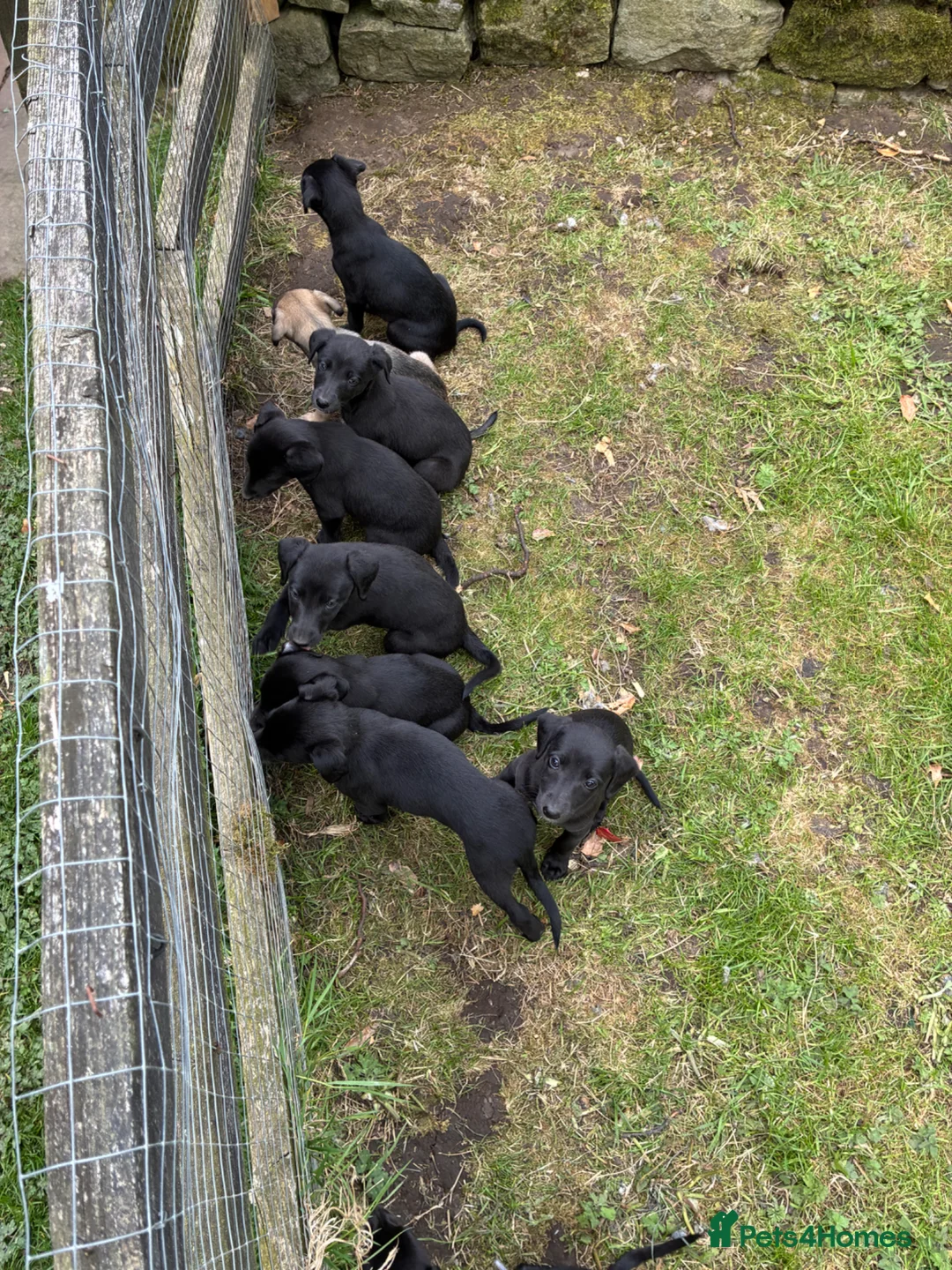 Mixed Breed dogs for sale: Bedlington whippet pups  in Harrogate - Advert 1