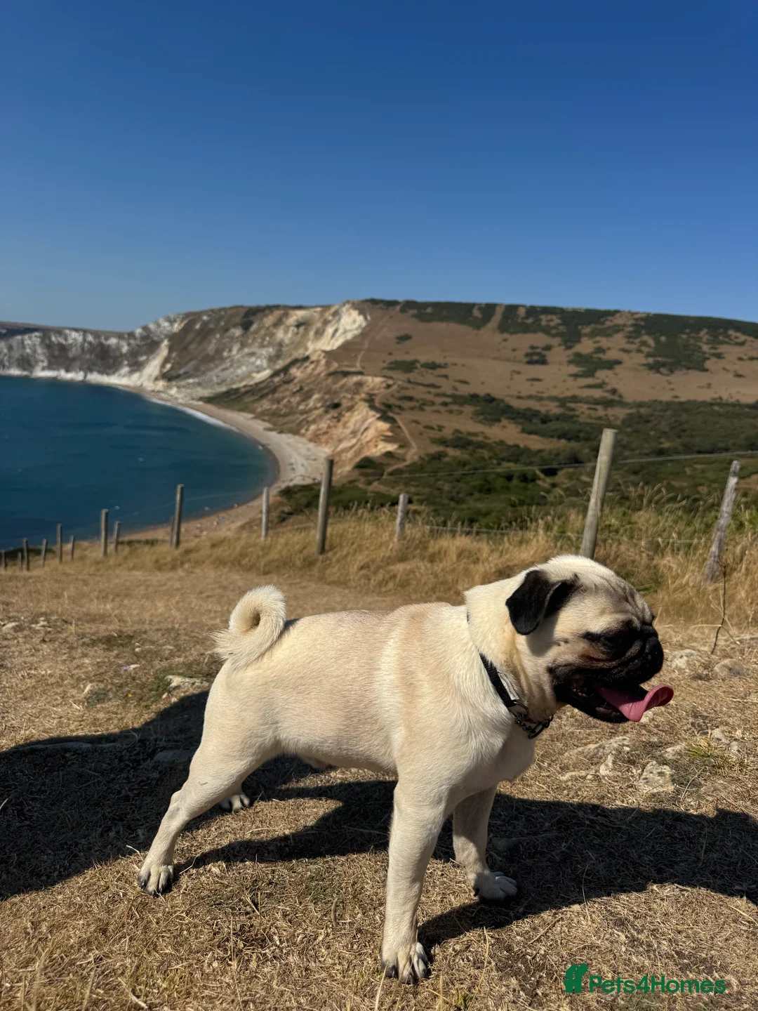 Pug dogs for stud: KC registered stud pug Bob - Advert 4