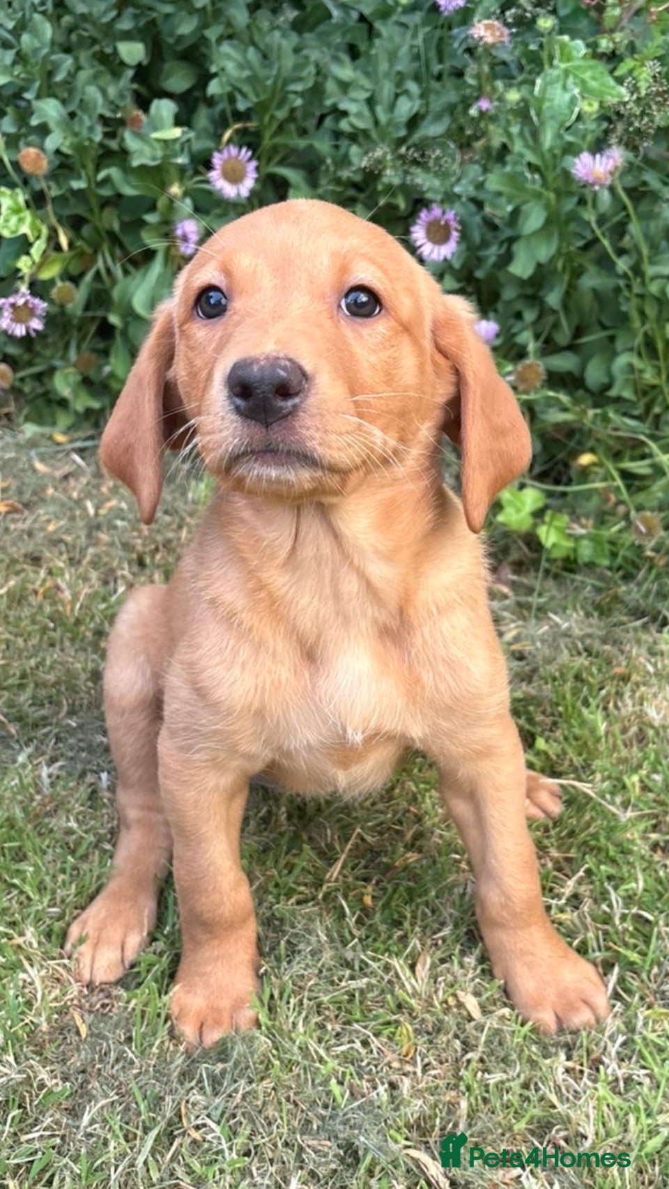 Labrador Retriever dogs Fox Red Labrador Pups – KC Registered - Advert 1