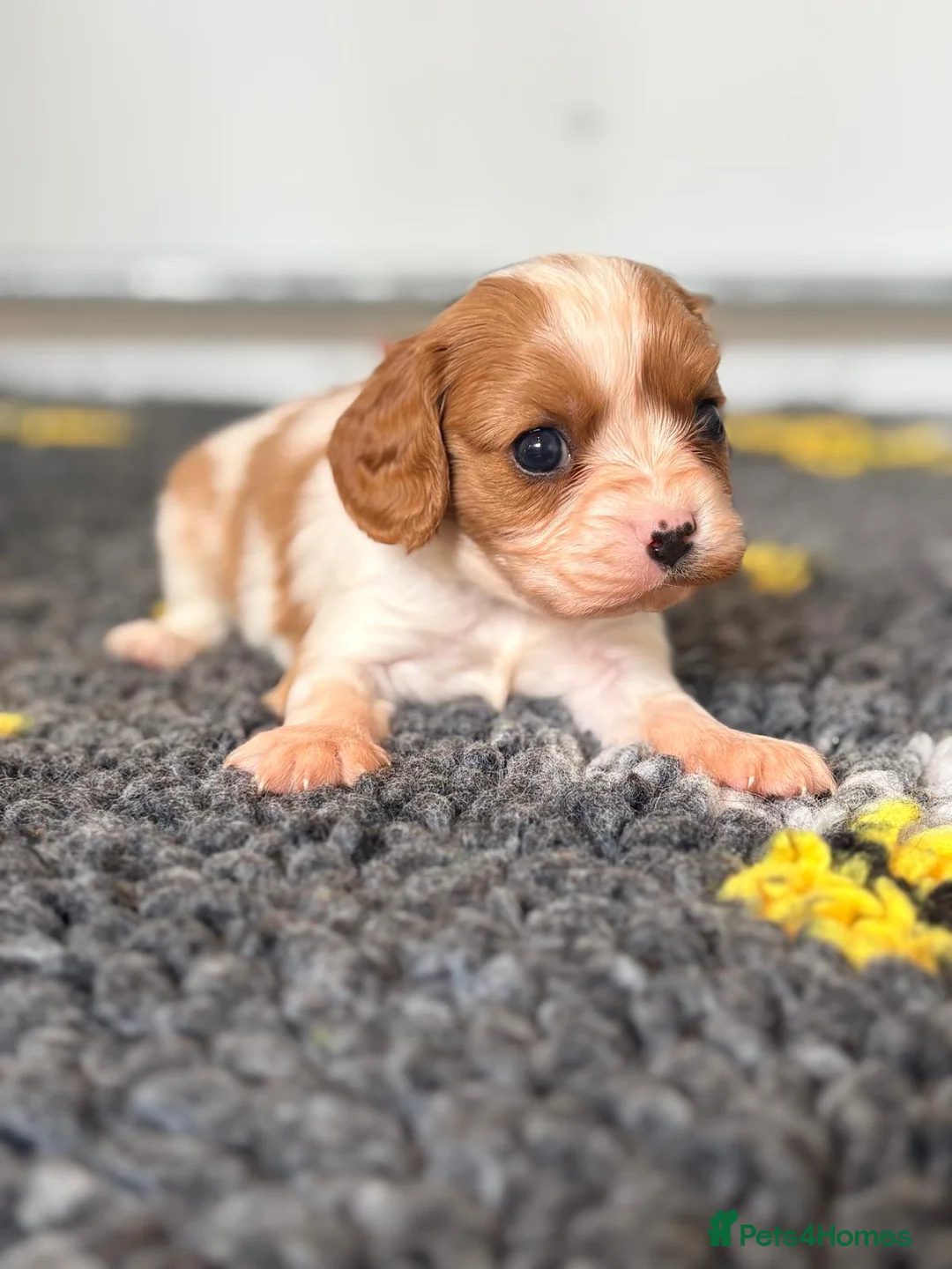 Cavalier King Charles Spaniel dogs for sale: Kc reg & health tested puppies  - Advert 13