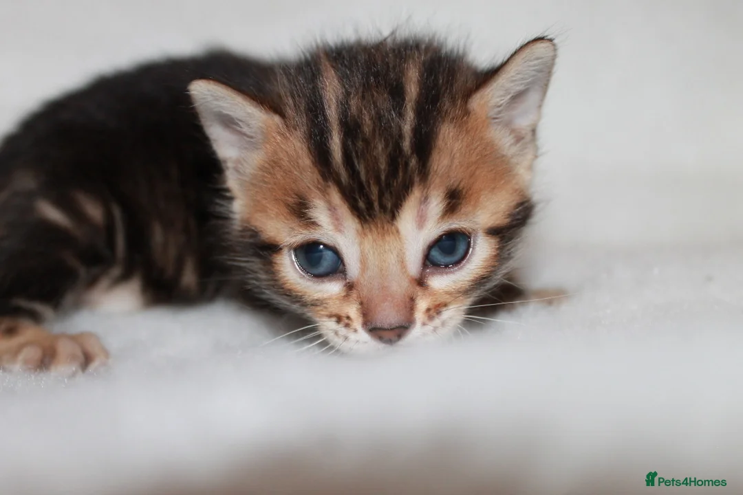 Bengal cats for sale: TICA BENGAL KITTENS FOR SALE - READY 23/04/26 - Advert 5