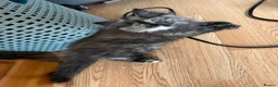 Mixed Breed cats for sale: Kittens for the best homes - Advert 3