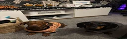 Dachshund dogs for sale: Male Dachshund - Advert 3