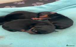 Yorkshire Terrier dogs for sale: Yorkshire Terrier Puppies  - Advert 27