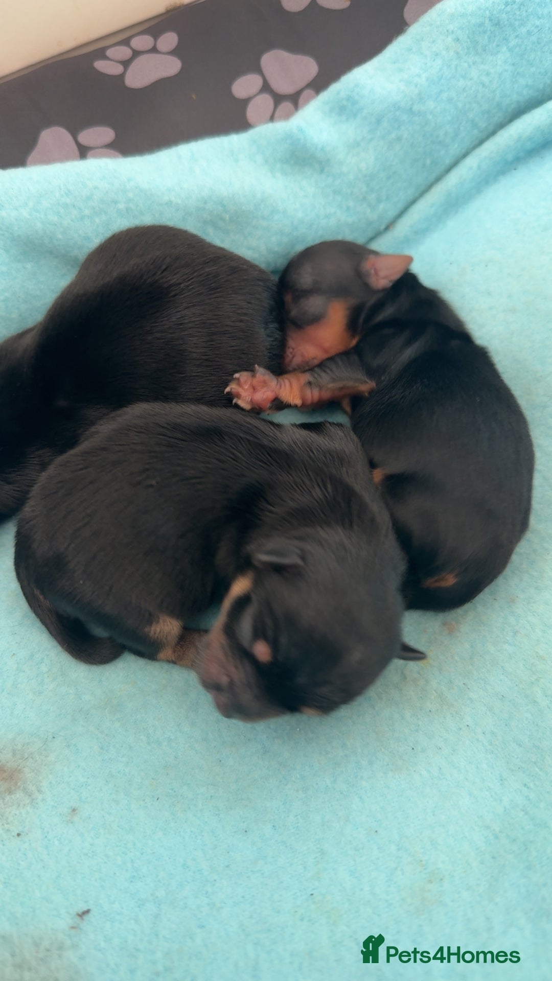 Yorkshire Terrier dogs for sale: Yorkshire Terrier Puppies  - Advert 27