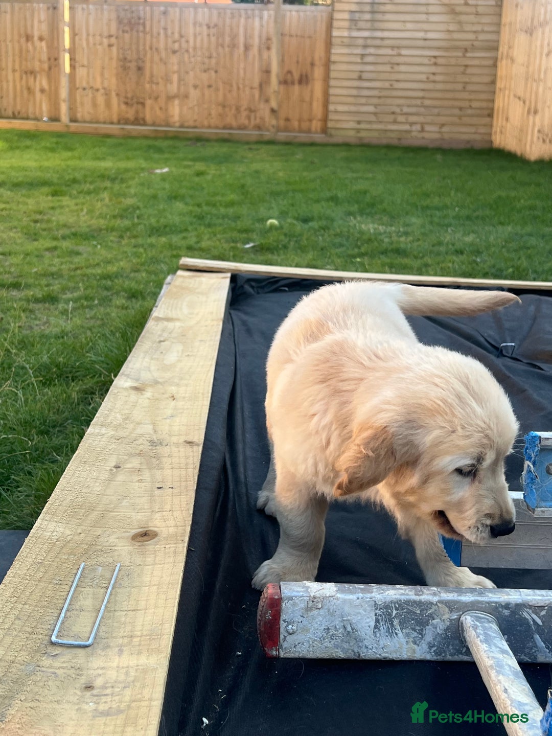 Golden Retriever dogs for sale: Teddy Bear Goldies - Image 13