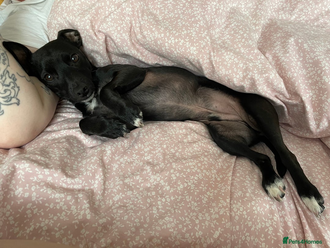 Mixed Breed dogs for sale: Jack Russell X Mixed Breed ‘Jet’ - Image 10