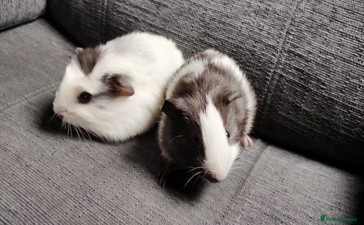 Guinea Pig rodents - Advert 1