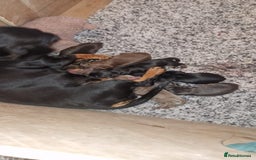 Miniature Dachshund dogs for stud: 🦖RAVENOUS REX🦖 in Worcester - Image 8