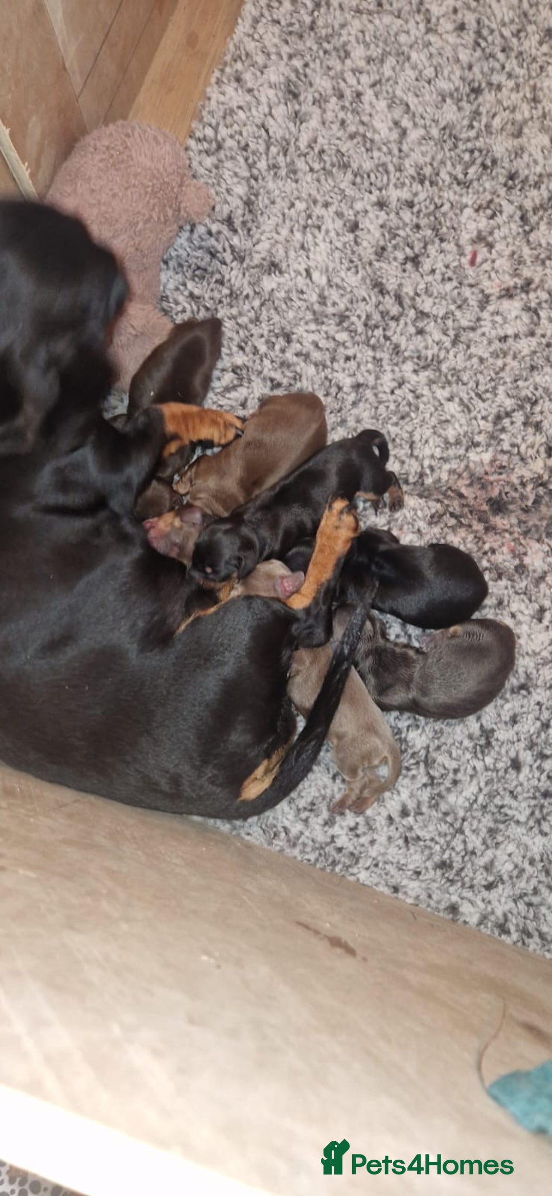 Miniature Dachshund dogs for stud: 🦖RAVENOUS REX🦖 in Worcester - Image 8