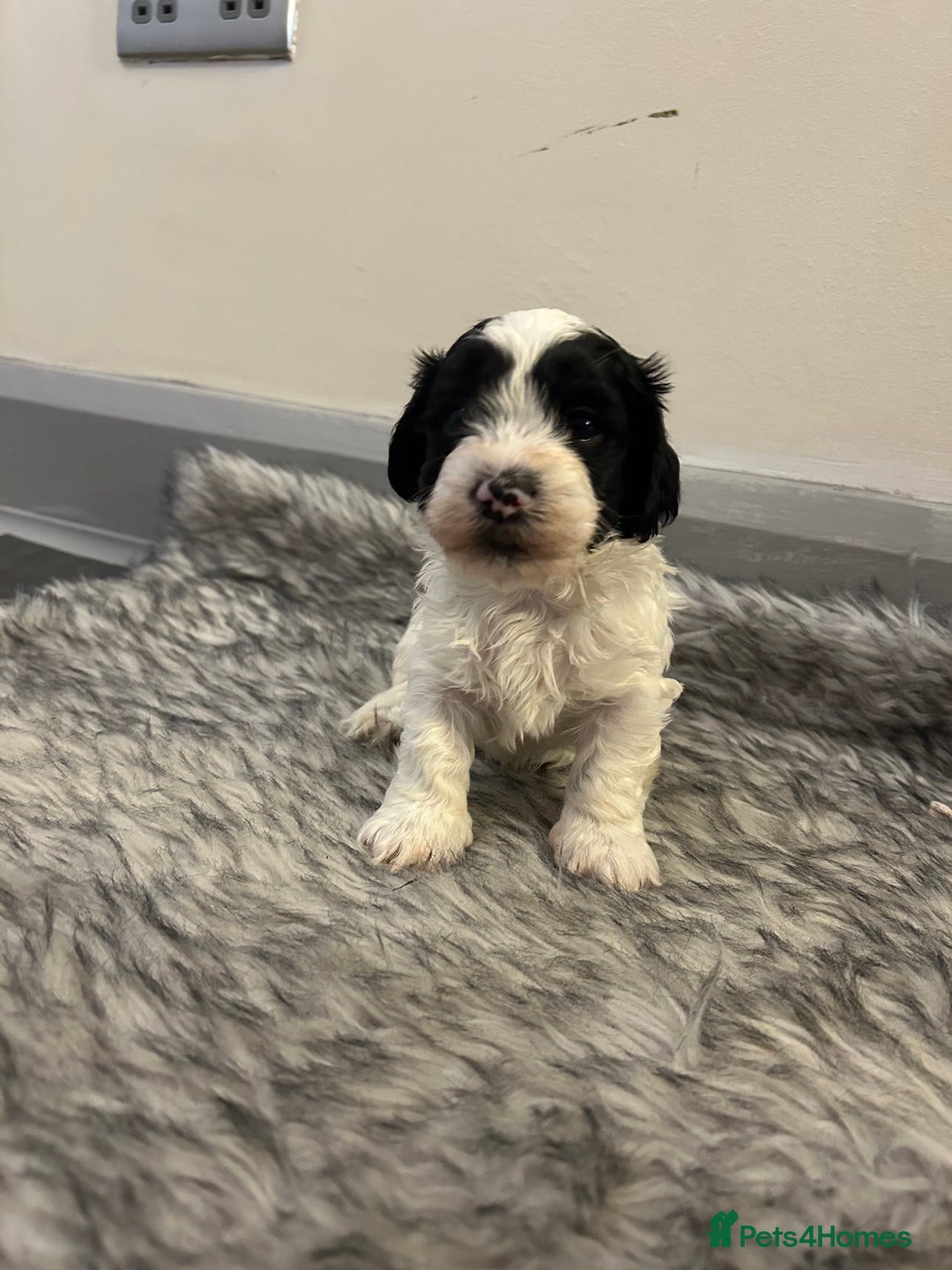 Havanese dogs for sale: 🐾 8 Havanese Puppies for Their Forever Homes 🐾 - Image 10