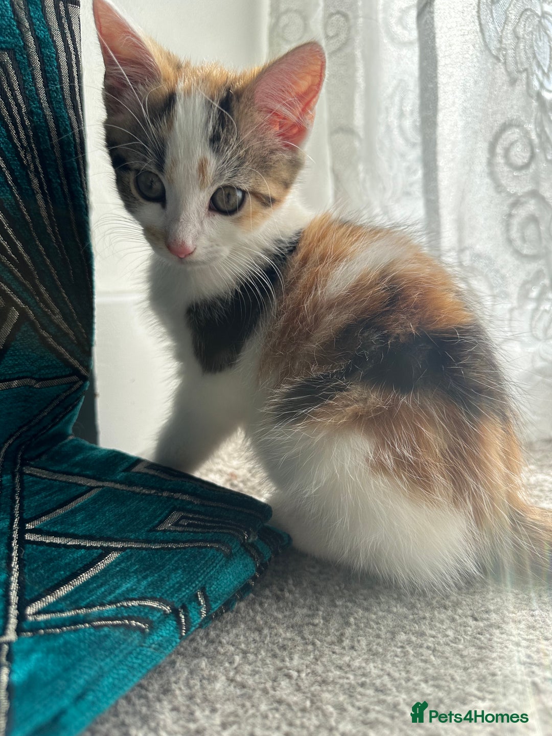 Domestic Shorthair cats for sale: Chloe and Zoe - Image 4