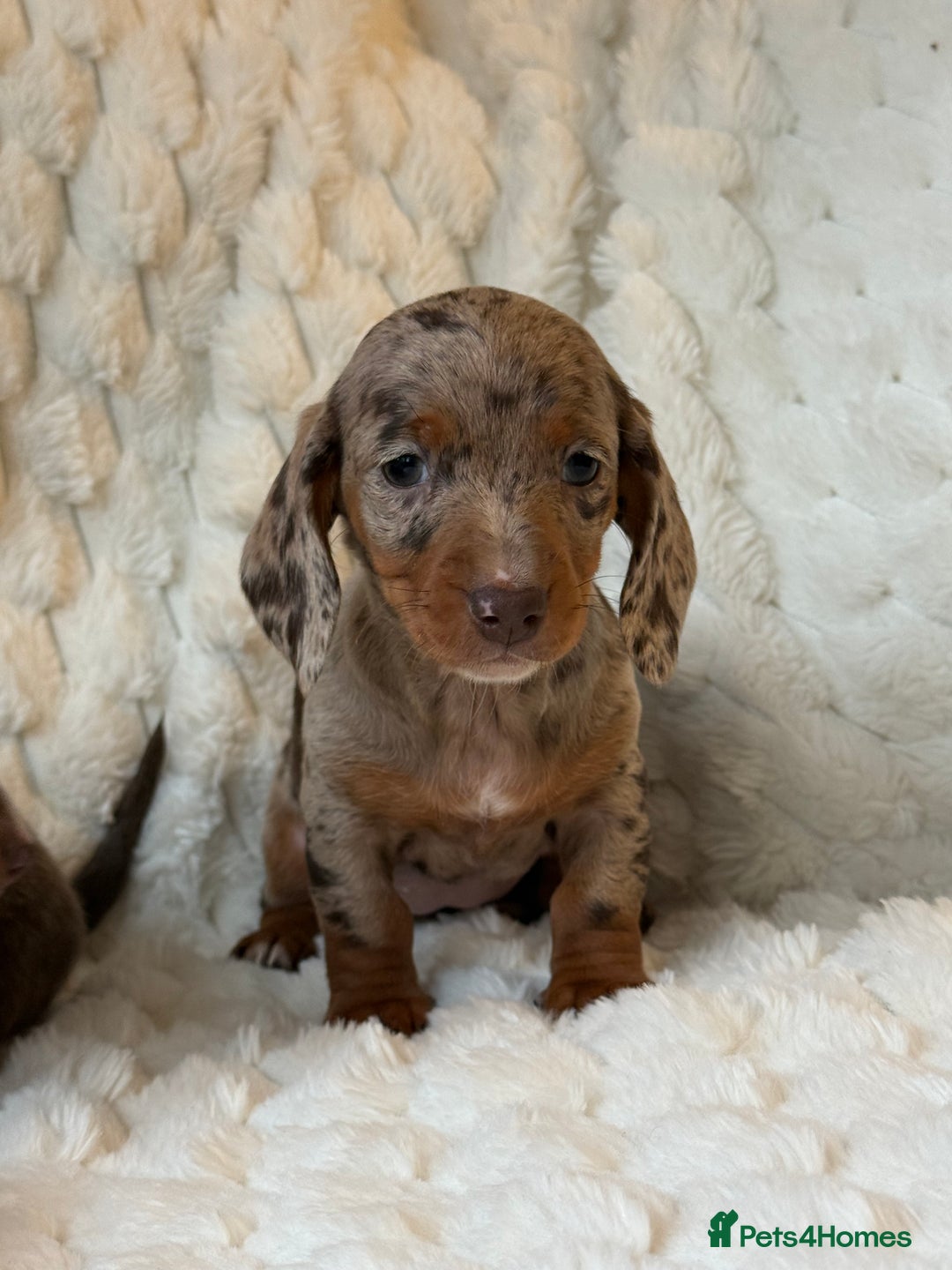 Miniature Dachshund dogs for sale: 💎MINATURE DACSHUND PUPPIES💎 - Advert 6