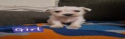Miniature Schnauzer dogs for sale: Miniature schnauzer READY 21 DECEMBER  - Advert 8