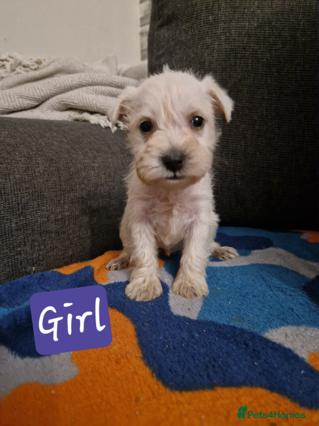 Miniature Schnauzer dogs for sale: Miniature schnauzer READY 21 DECEMBER  - Advert 8