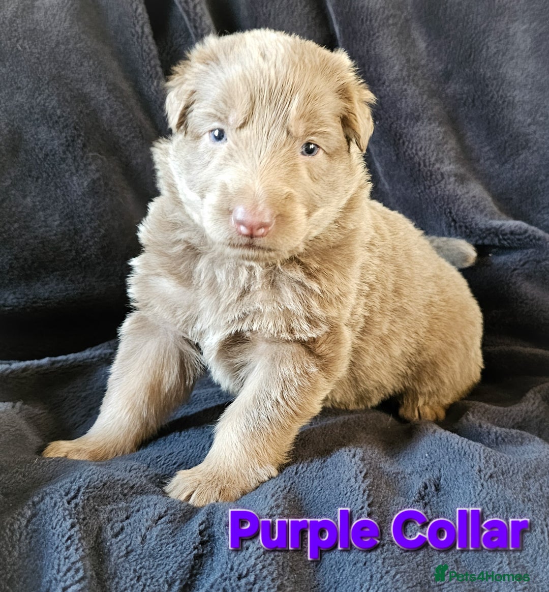 German Shepherd dogs for sale: 💠5 Beautiful healthy KC reg straight back GSP's💠 - Advert 29