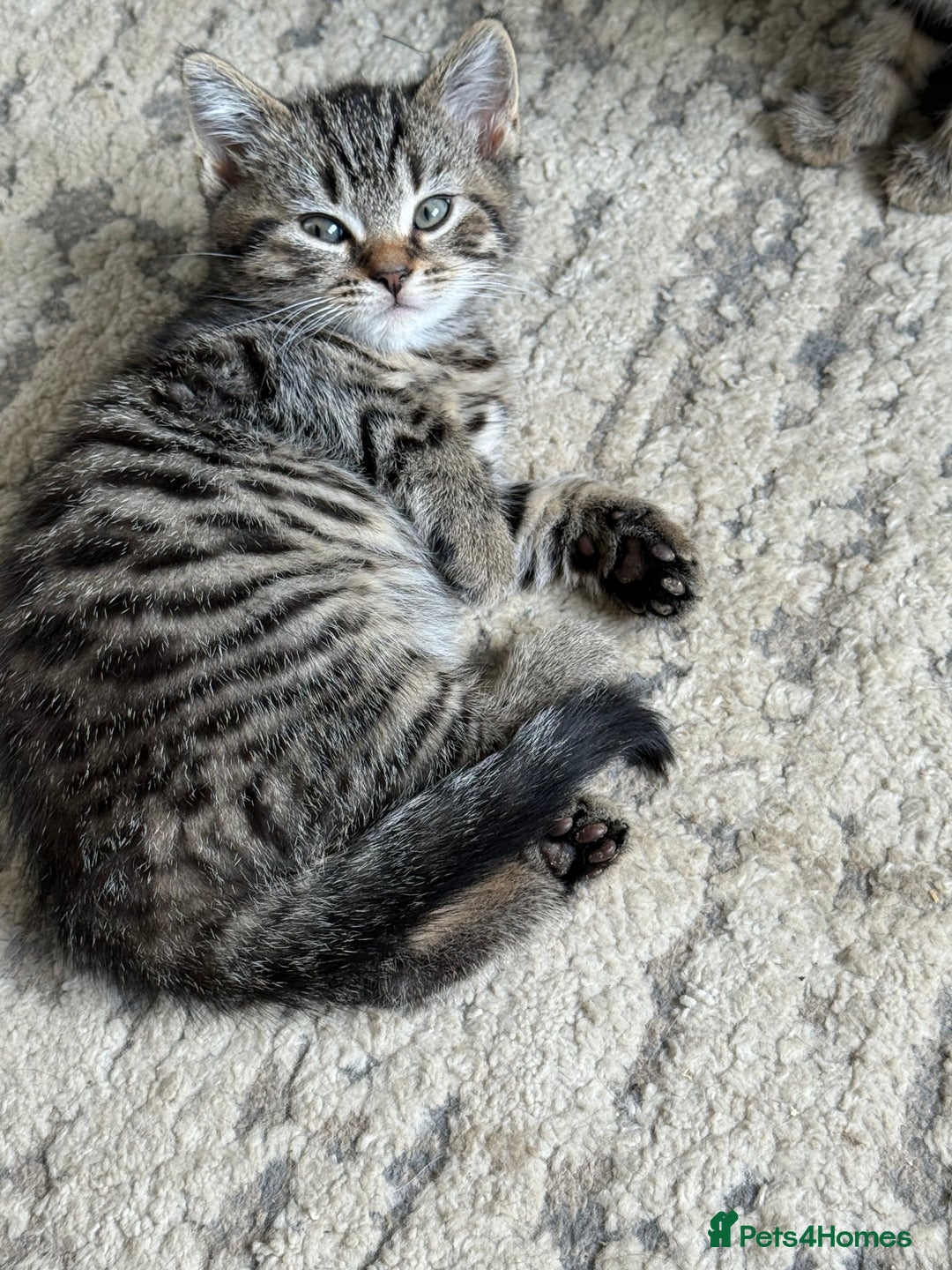 Mixed Breed cats for sale: British shorthair cross kittens  - Image 14