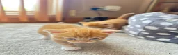 Mixed Breed cats for sale: Cute cats for sell in Maldon - Advert 7