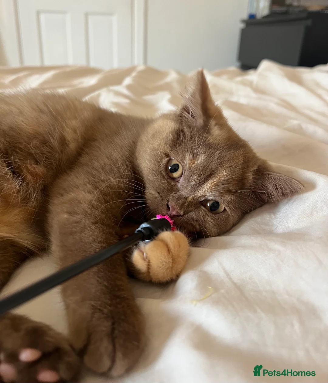 British Shorthair cats for sale: Cinnamon tortie British long hair female - Advert 18