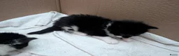 Maine Coon cats for sale: Mom is maincoon dad is normal tom cat  - Advert 5