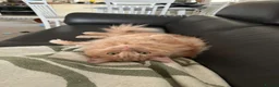 Ragdoll cats for sale: 3 yr old Ragdoll mix Boy - Advert 3