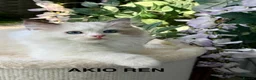 Ragdoll cats for sale: F1 100 % PURE FIFE REGISTRATION RAGDOLL KITTENS - Advert 7