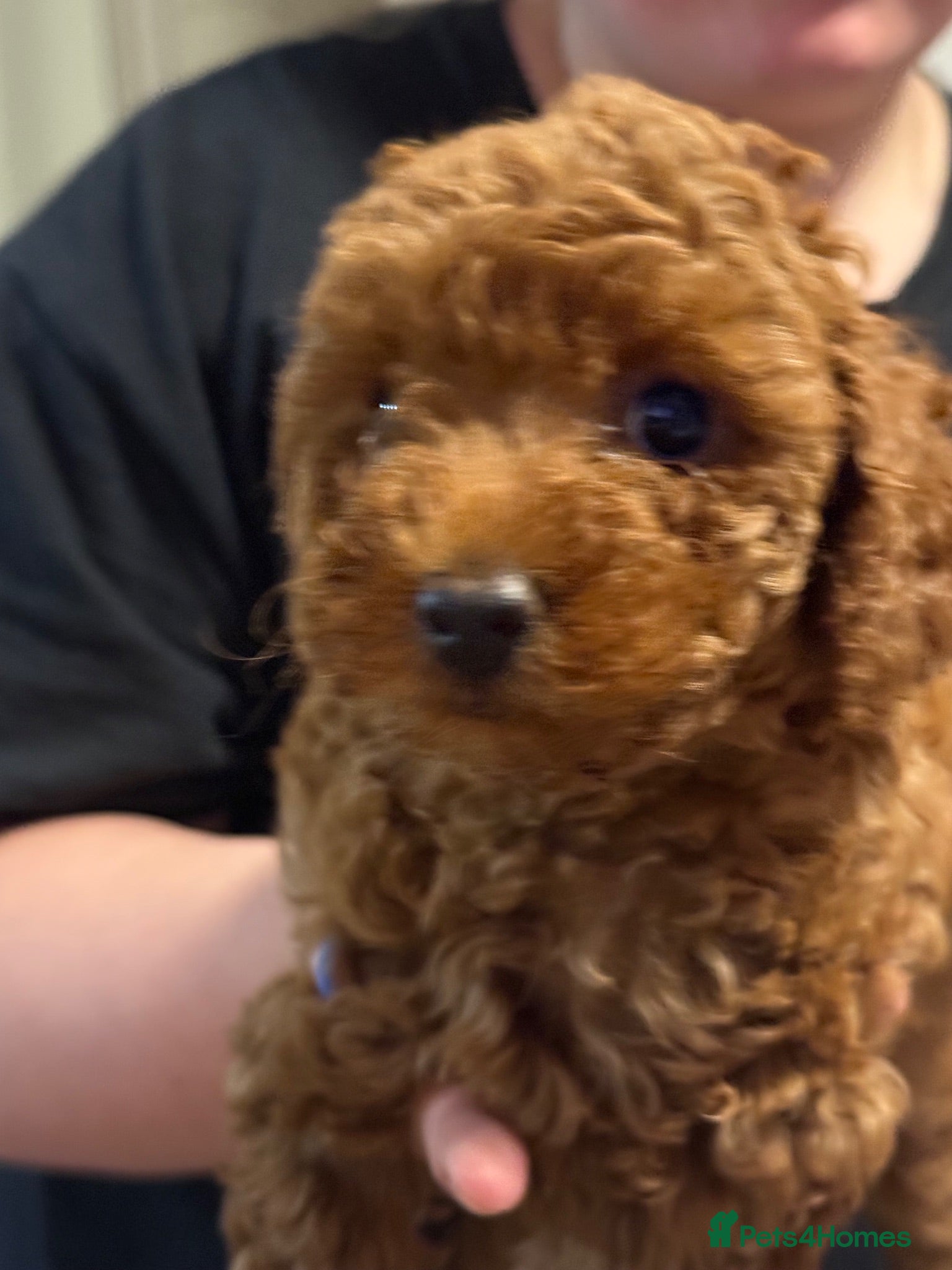 Miniature Poodle dogs Kc registered red minature puppy’s  - Advert 2