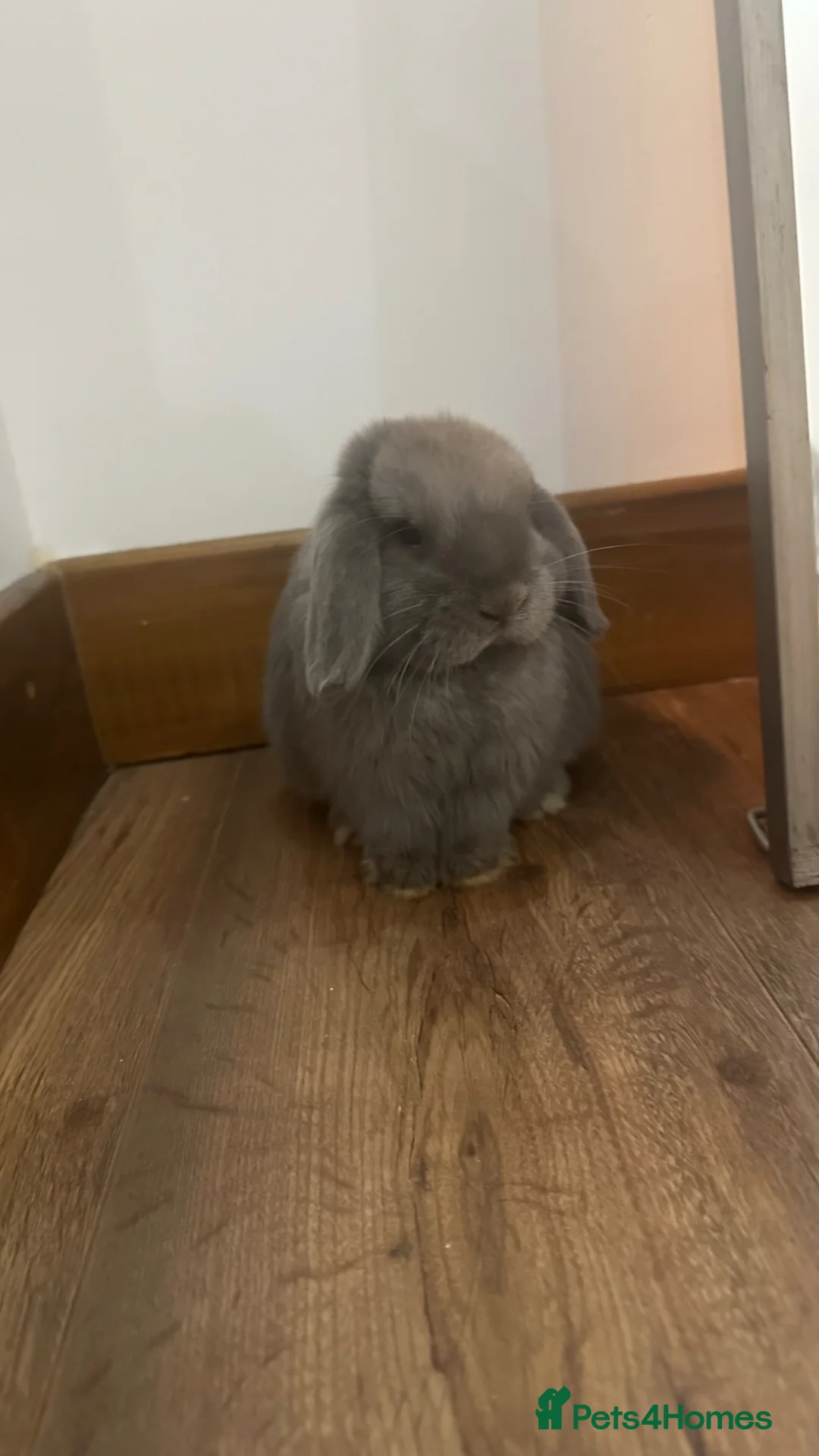 Mini Lop rabbits for sale: Mini lop bunny for sale in Birmingham - Advert 4