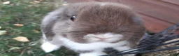 Mini Lop rabbits for sale: Gorgeous Mini lops child friendly  - Advert 9