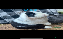 Mini Lop rabbits for sale: 8 beautiful friendly baby mini lops  - Image 26