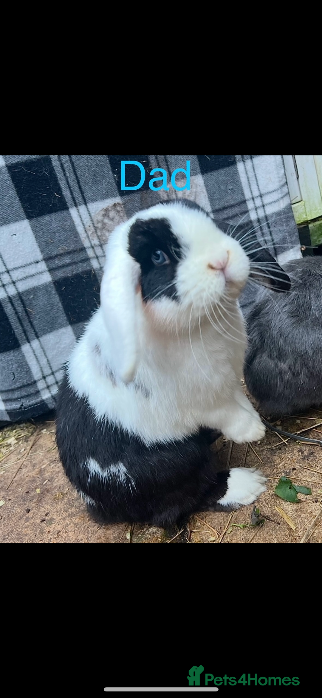Mini Lop rabbits for sale: 8 beautiful friendly baby mini lops  - Image 26