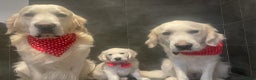 Golden Retriever dogs for stud: Extensively health tested golden retriever stud in Chesterfield - Advert 11