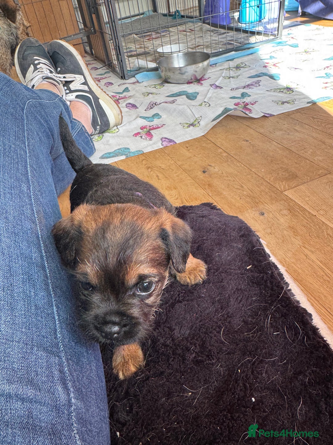 Border Terrier dogs for sale: Border Terrier KC Reg puppies - Image 8