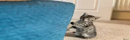 Mixed Breed cats for sale: Three Beautiful Kittens. READY TO GO!  - Advert 7