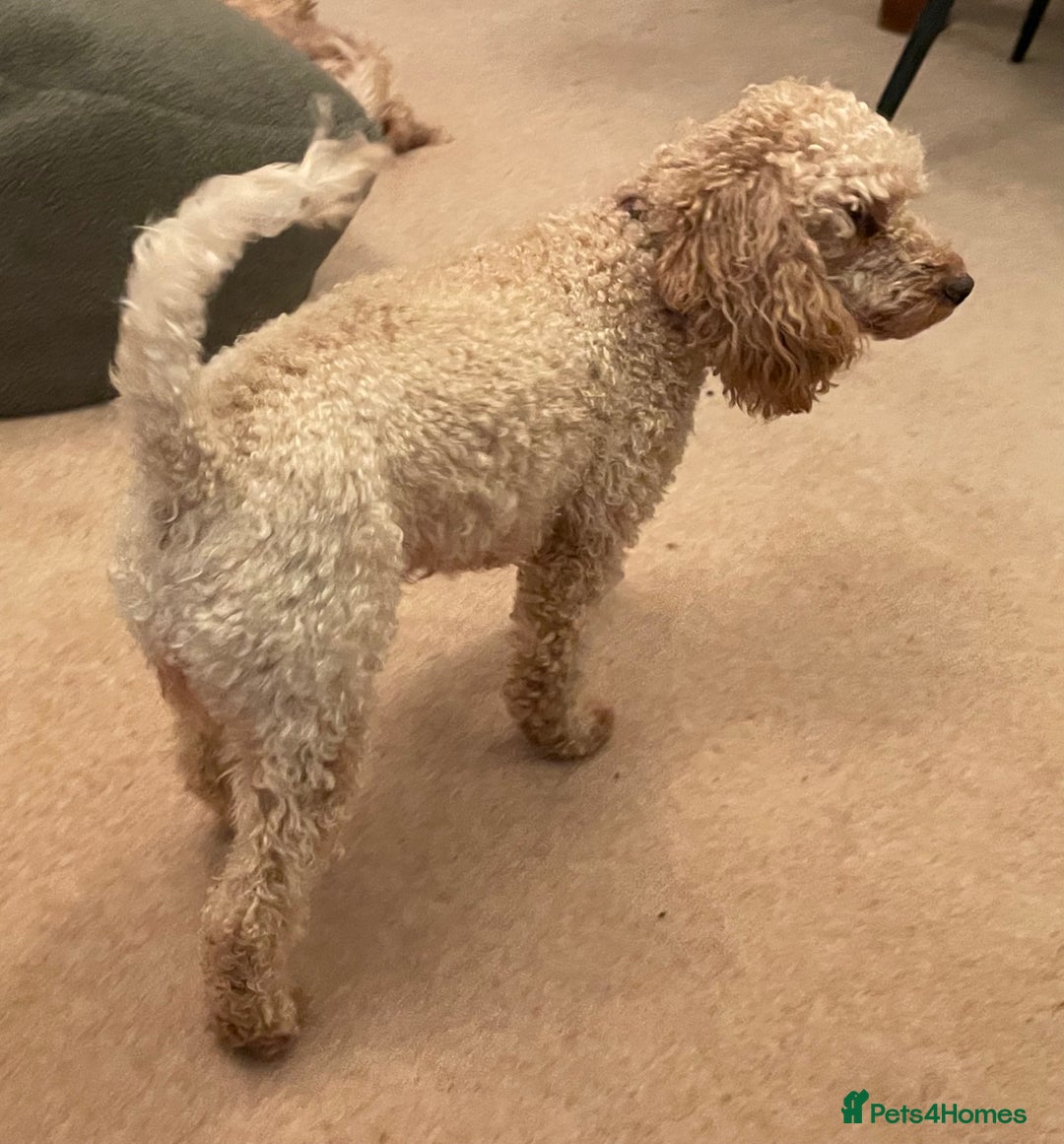 Toy Poodle dogs for sale: Beautiful KC Reg Toy Poodle (Health Tested) - Advert 4