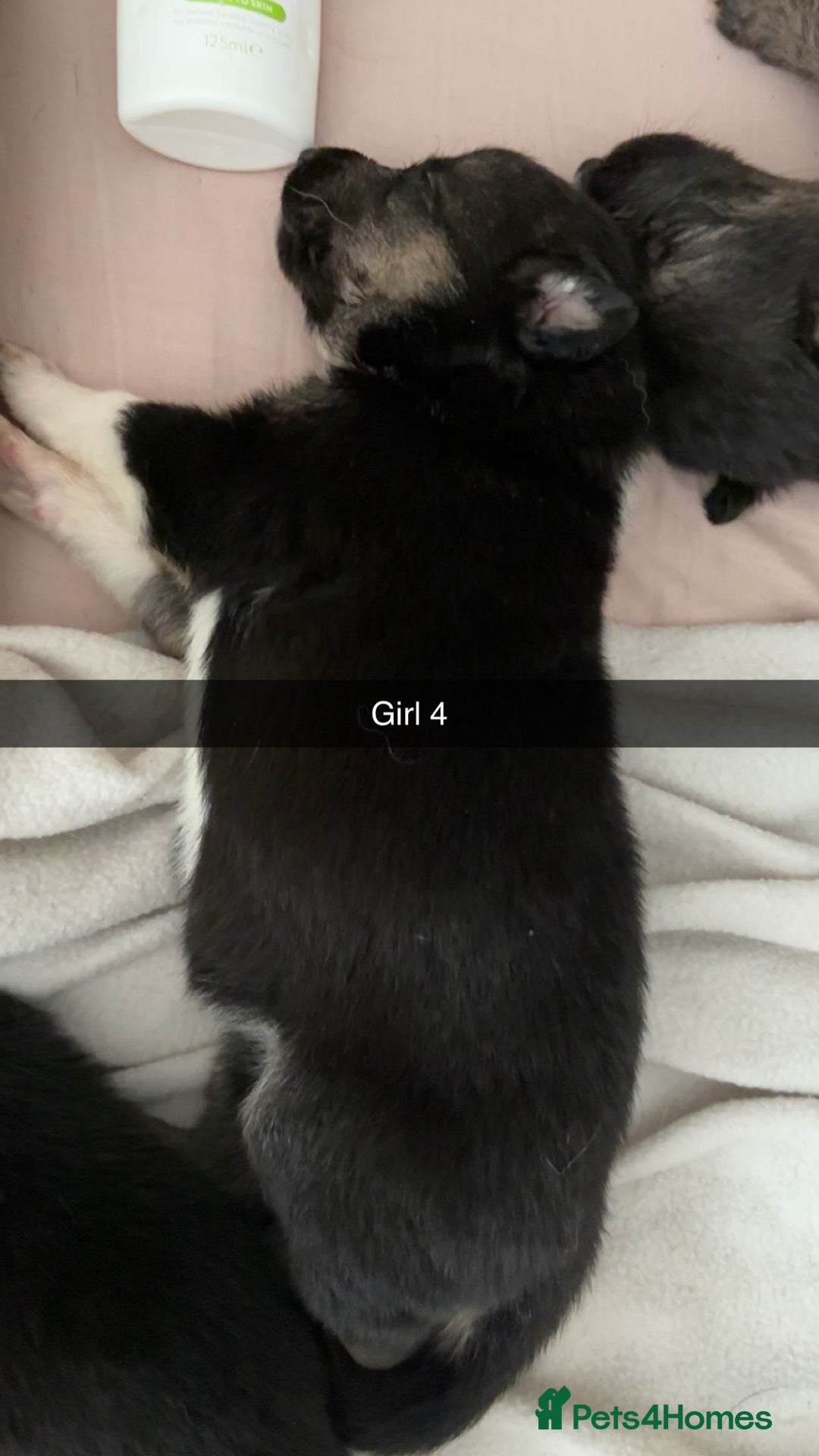 Mixed Breed dogs for sale: German shepherd x border collie puppies  - Image 8