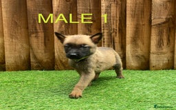 Belgian Shepherd Dog dogs for sale: Beautiful Belgium Malinois pups for sale  - Image 18