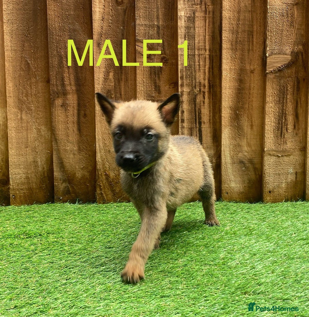 Belgian Shepherd Dog dogs for sale: Beautiful Belgium Malinois pups for sale  - Image 18