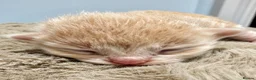 Maine Coon cats for sale: Beautiful XL Maine Coon X Ragdoll Kittens - Advert 13