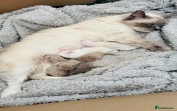 Ragdoll cats for sale: Pure Mink, High White/Van & Blue Point Babies 😻 - Image 16