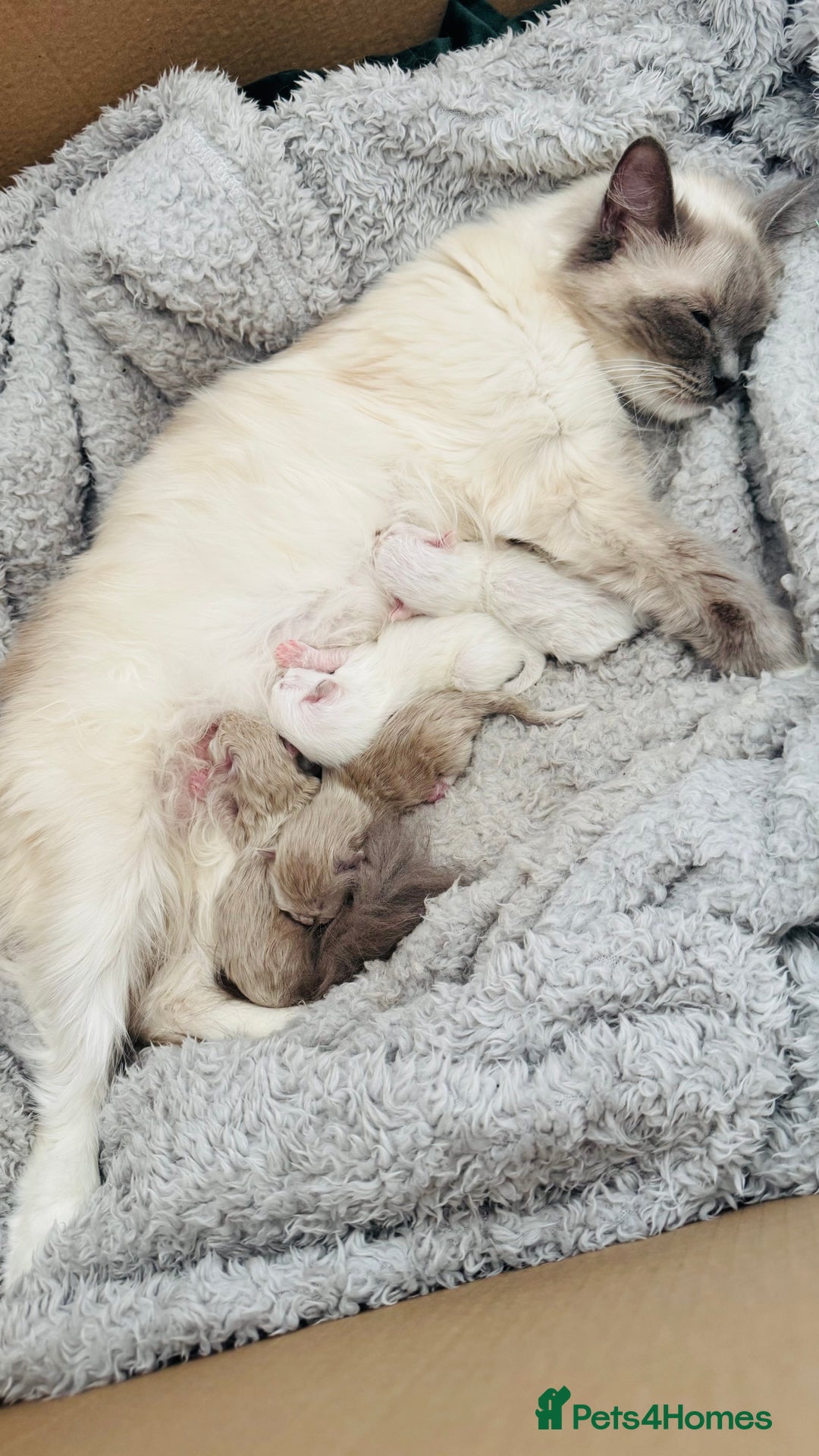 Ragdoll cats for sale: Pure Mink, High White/Van & Blue Point Babies 😻 - Image 16