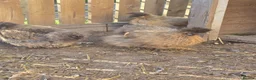 Chickens poultry for sale: Silkie hens - Advert 3