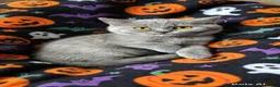 British Shorthair cats for sale:  💜🖤 British Shorthair Kittens 🖤💜 - Advert 18