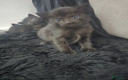 Mixed Breed cats for sale: 5 beautiful kittens - Image 2